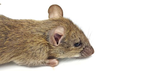 rat on white background