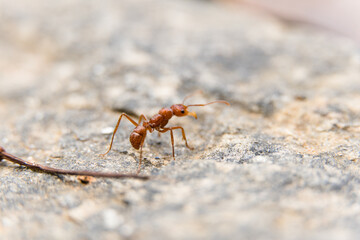 Macro closeup of red ant on white cement floor.