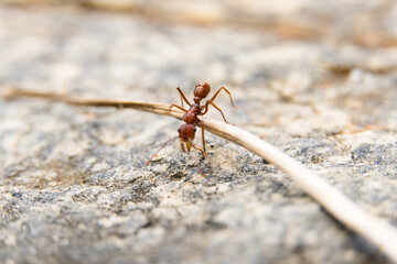 Macro closeup of red ant on white cement floor.