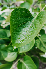 wet leaf of a green heart-shaped plant in drops of clear water after rain. selective focus, depth of field