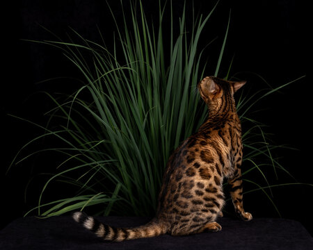 Premium Photo  A tiger cat with a black background and a black