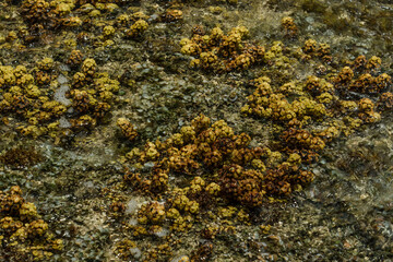 Turbinaria ornata. Padina sanctae-crucis. Seaweed, or macroalgae, refers to thousands of species of macroscopic, multicellular, marine algae. Tide pool, Diamond Head Beach Park,Honolulu, Oahu, Hawaii