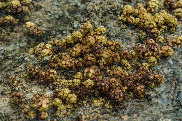 Fototapeta na wymiar Turbinaria ornata. Padina sanctae-crucis. Seaweed, or macroalgae, refers to thousands of species of macroscopic, multicellular, marine algae. Tide pool, Diamond Head Beach Park,Honolulu, Oahu, Hawaii