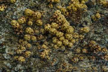 Turbinaria ornata. Padina sanctae-crucis. Seaweed, or macroalgae, refers to thousands of species of macroscopic, multicellular, marine algae. Tide pool, Diamond Head Beach Park,Honolulu, Oahu, Hawaii