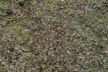 Turbinaria ornata. Padina sanctae-crucis. Seaweed, or macroalgae, refers to thousands of species of macroscopic, multicellular, marine algae. Tide pool, Diamond Head Beach Park,Honolulu, Oahu, Hawaii