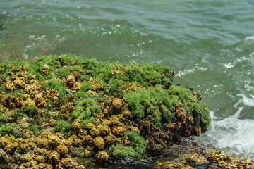 Turbinaria ornata. Padina sanctae-crucis. Seaweed, or macroalgae, refers to thousands of species of macroscopic, multicellular, marine algae. Tide pool, Diamond Head Beach Park,Honolulu, Oahu, Hawaii