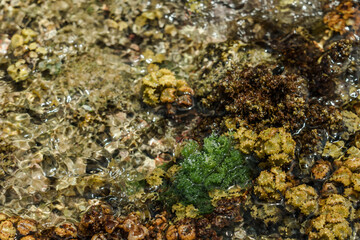 Turbinaria ornata. Padina sanctae-crucis. Seaweed, or macroalgae, refers to thousands of species of macroscopic, multicellular, marine algae. Tide pool, Diamond Head Beach Park,Honolulu, Oahu, Hawaii