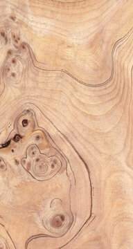 Macro photo of wood cross section Wood grain texture background