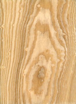 Macro photo of wood cross section Wood grain texture background