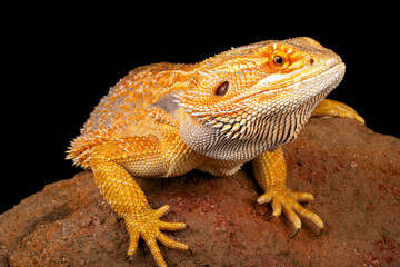 Bearded Dragon (Pogona vitticeps).