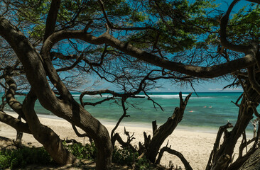 Prosopis pallida is a species of mesquite tree. kiawe. huarango. American carob. Kuilei Cliffs Beach Park, Honolulu, Oahu, Hawaii