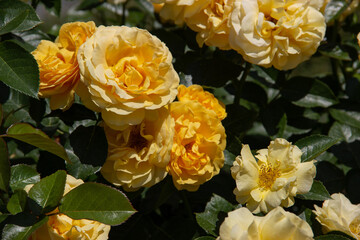 Golden Yellow Rose Bush