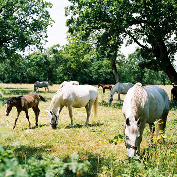 Lipica horses, young and old.