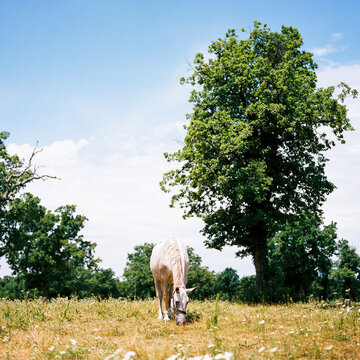 Front of a Lipica horse