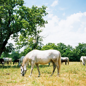 Side profile of a Lipica horse