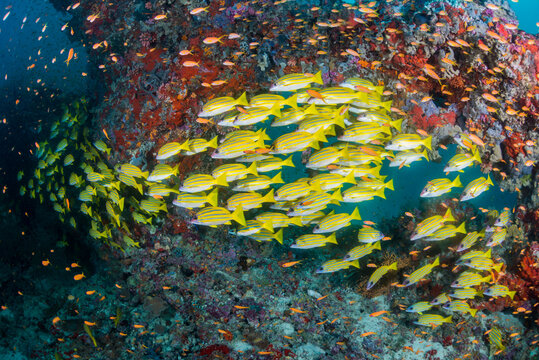Blue banded snapper
