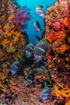 Wrought Iron Butterflyfish