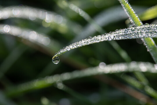 Dew covered grass