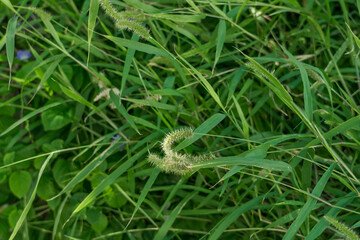 Plants in Kuilei Cliffs Beach Park, Honolulu, Oahu, Hawaii landscape