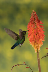 ave, colibrí, naturaleza, fauna, animal, apresurado, verde, azul, vida, flor, pico, miniatura, tornasol, vuela, color, emplumar, rojo, ave, alas, alas, biodiversidad, velocidad, emplumar.Colibrí Garga
