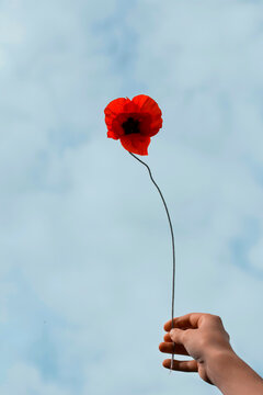 Anonymous hand is held  a poppy 