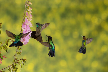 ave, colibrí, naturaleza, fauna, animal, apresurado, verde, azul, vida, flor, pico, miniatura, tornasol, vuela, color, emplumar, rojo, ave, alas, alas, biodiversidad, velocidad, emplumar.Colibrí Garga © Didier