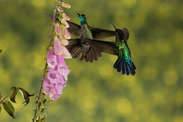ave, colibrí, naturaleza, fauna, animal, apresurado, verde, azul, vida, flor, pico, miniatura, tornasol, vuela, color, emplumar, rojo, ave, alas, alas, biodiversidad, velocidad, emplumar.Colibrí Garga © Didier