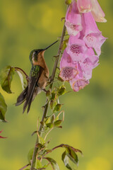 ave, colibrí, naturaleza, fauna, animal, apresurado, verde, azul, vida, flor, pico, miniatura, tornasol, vuela, color, emplumar, rojo, ave, alas, alas, biodiversidad, velocidad, emplumar.Colibrí Garga © Didier