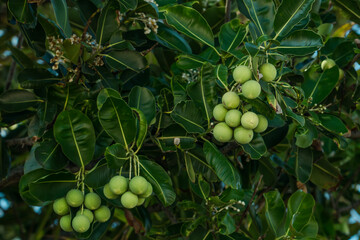 Calophyllum inophyllum is a large evergreen plant, commonly called tamanu, mastwood, beach calophyllum or beautyleaf. Kuilei Cliffs Beach Park, Kahala,  Honolulu, Oahu, Hawaii - 439452659