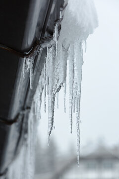 Afternoon In The Snowy Forest.
