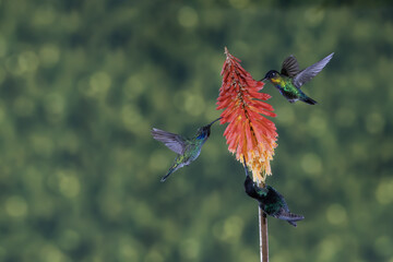 ave, colibrí, naturaleza, fauna, animal, apresurado, verde, azul, vida, flor, pico, miniatura, tornasol, vuela, color, emplumar, rojo, ave, alas, alas, biodiversidad, velocidad, emplumar.Colibrí Garga © Didier