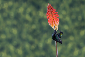ave, colibrí, naturaleza, fauna, animal, apresurado, verde, azul, vida, flor, pico, miniatura, tornasol, vuela, color, emplumar, rojo, ave, alas, alas, biodiversidad, velocidad, emplumar.Colibrí Garga © Didier