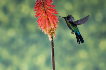 ave, colibrí, naturaleza, fauna, animal, apresurado, verde, azul, vida, flor, pico, miniatura, tornasol, vuela, color, emplumar, rojo, ave, alas, alas, biodiversidad, velocidad, emplumar.Colibrí Garga © Didier