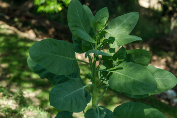 Obraz premium Nicotiana glauca is a species of wild tobacco known by the common name tree tobacco. Kuilei Cliffs Beach Park, Honolulu, Oahu, Hawaii