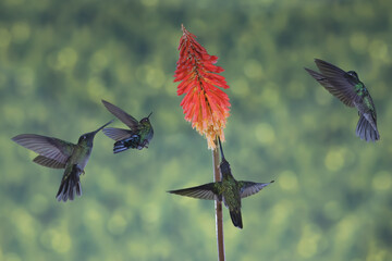 ave, colibrí, naturaleza, fauna, animal, apresurado, verde, azul, vida, flor, pico, miniatura, tornasol, vuela, color, emplumar, rojo, ave, alas, alas, biodiversidad, velocidad, emplumar.Colibrí Garga © Didier