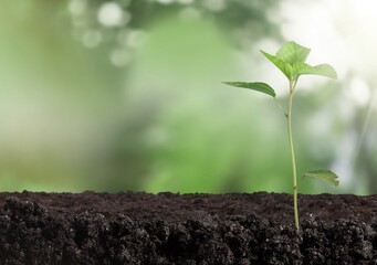 The green seedlings grow from fertile soil and the morning sun shines.