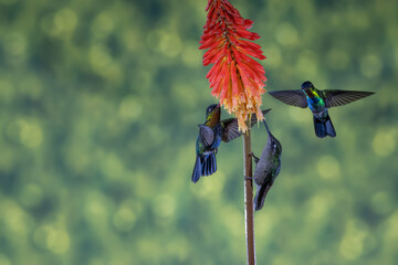ave, colibrí, naturaleza, fauna, animal, apresurado, verde, azul, vida, flor, pico, miniatura, tornasol, vuela, color, emplumar, rojo, ave, alas, alas, biodiversidad, velocidad, emplumar.Colibrí Garga © Didier