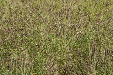 Cenchrus ciliaris (buffel-grass or African foxtail grass. dhaman grass, anjan grass, koluk katai and buffelgrass. Kuilei Cliffs Beach Park, Honolulu, Oahu, Hawaii - 439453446