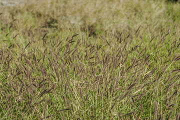 Cenchrus ciliaris (buffel-grass or African foxtail grass. dhaman grass, anjan grass, koluk katai and buffelgrass. Kuilei Cliffs Beach Park, Honolulu, Oahu, Hawaii