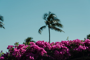 Coconut palm tree ,  Bougainvillea glabra, the lesser bougainvillea or paperflower, is the most common species of bougainvillea used for bonsai. Diamond Head Beach Park,Honolulu, Oahu, Hawaii - 439453659