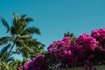 Coconut palm tree ,  Bougainvillea glabra, the lesser bougainvillea or paperflower, is the most...