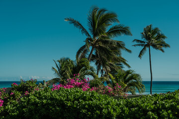 Fototapeta na wymiar Coconut palm tree , Bougainvillea glabra, the lesser bougainvillea or paperflower. Scaevola taccada, beach cabbage, sea lettuce, beach naupaka. Diamond Head Beach Park,Honolulu, Oahu, Hawaii