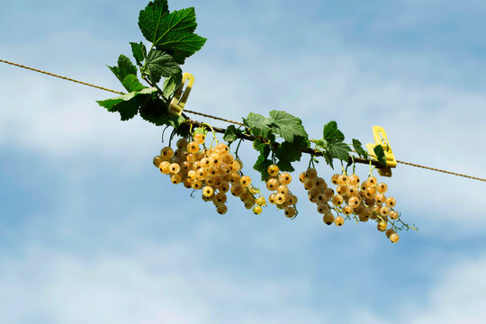 A branches of white currants