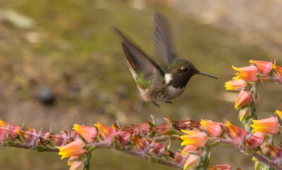 ave, colibrí, naturaleza, fauna, animal, apresurado, verde, azul, vida, flor, pico, miniatura, tornasol, vuela, color, emplumar, rojo, ave, alas, alas, biodiversidad, velocidad, emplumar.Colibrí Garga © Didier