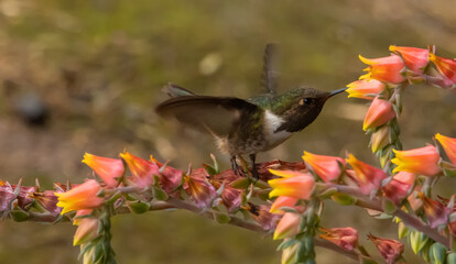 ave, colibrí, naturaleza, fauna, animal, apresurado, verde, azul, vida, flor, pico, miniatura, tornasol, vuela, color, emplumar, rojo, ave, alas, alas, biodiversidad, velocidad, emplumar.Colibrí Garga © Didier