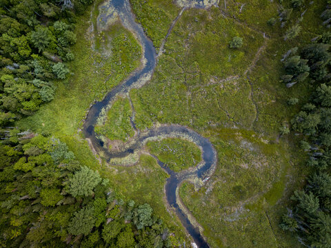 Canoe pauses while traveling narrow waterway in pine forest