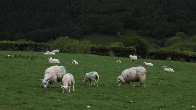 Adult Sheep And Lambs In Lush Green Field. Wales. UK