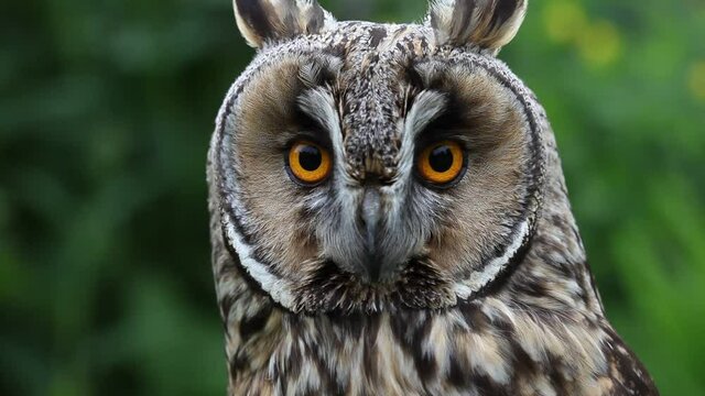 Closeup of a Long-Eared Owl,  Asio otus. UK