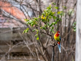 Lorikeet On Rose
