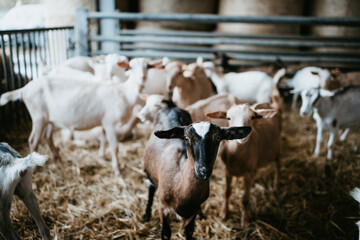 Goat farm with white and brown goats
